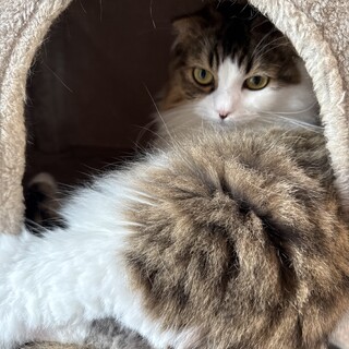 甘えん坊の耳折れスコティッシュの女の子