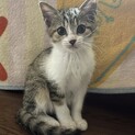 里親募集中