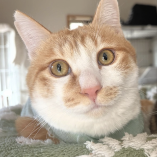 なでなで大好き優しいともくん（2/14譲渡会）