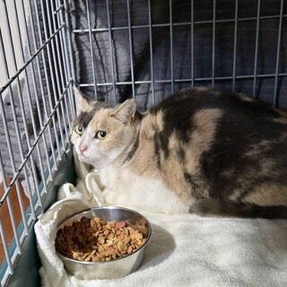 甘えん坊さん　ミグちゃん