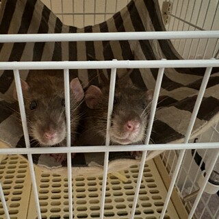 アグーチの兄弟♂2月5日で1歳です