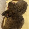 アグーチの兄弟♂2月5日で1歳です サムネイル2