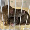 アグーチの兄弟♂2月5日で1歳です サムネイル3