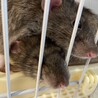 アグーチの兄弟♂2月5日で1歳です サムネイル4