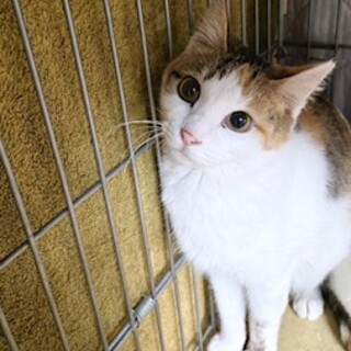 甘えん坊さん　ノンちゃん