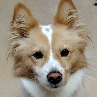 人が大好きな男の子３歳位（完全室内飼育）