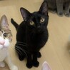 【3/1東日本橋】ハチワレ子猫隊❤️くろ巳くん サムネイル2