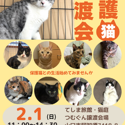 保護猫譲渡会クローバーの会