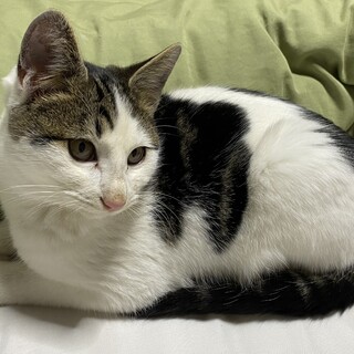 可愛い男の子です【無料です・去勢済みです】