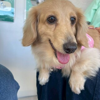 クリームダックスのハニーちゃん