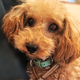 本当は甘えたい♡アユちゃん♡