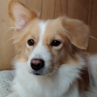 人が大好きな女の子（完全室内飼育）