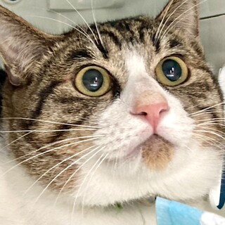 【1/25⭐️泉大津にて譲渡会】参加ニーノくん