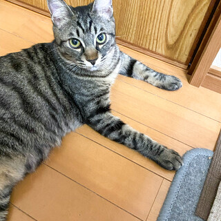 【3/22⭐️泉大津にて譲渡会】参加猫キキちゃん