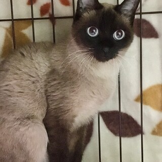 【1/25⭐️泉大津にて譲渡会】参加しずくちゃん