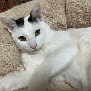 【1/25⭐️泉大津にて譲渡会】参加こもくん