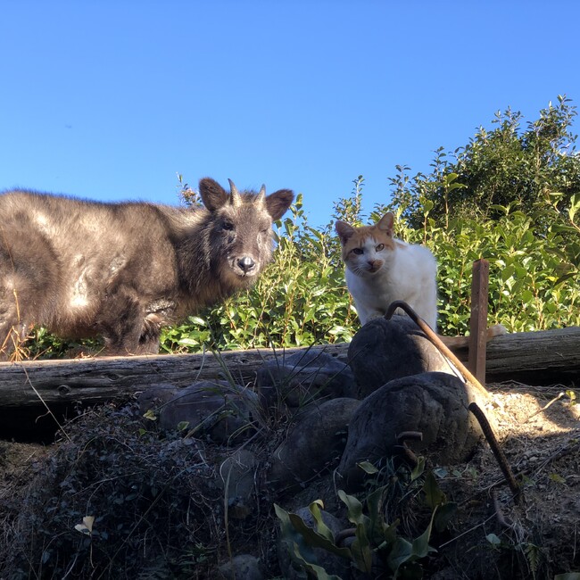 どんむすのカバー写真