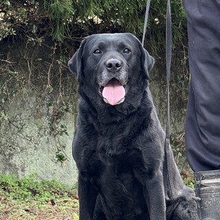 黒ラブの男の子