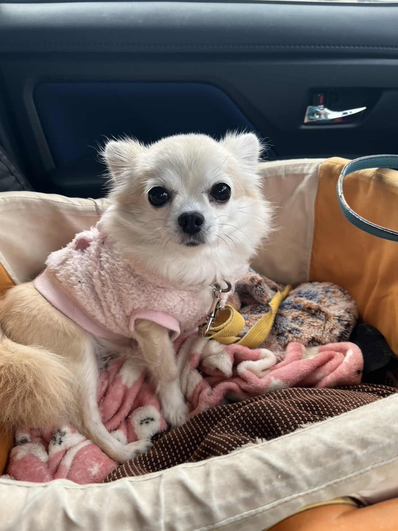 小さくて可愛い「いろは」ちゃん」福岡県 - 犬の里親募集(534622