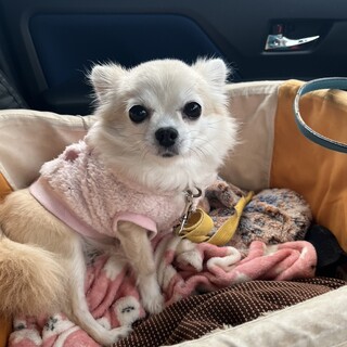 小さくて可愛い「いろは」ちゃん