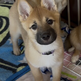 リノちゃん0021♡２ヶ月半