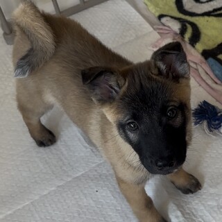 パルくん0332⭐️２ヶ月半