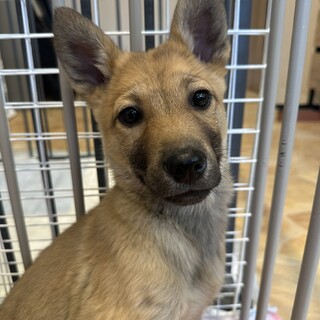 ラピスくん0859⭐️２ヶ月半