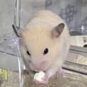 キンクマハムスター