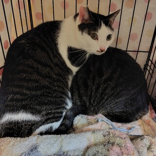 キジ【いくら】のトライアルOK！