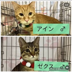 保護猫譲渡会@碧南市