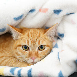 Bootymarket × [sakuraneko] 猫の譲渡会 サムネイル2