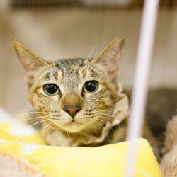 Bootymarket × [sakuraneko] 猫の譲渡会 サムネイル3