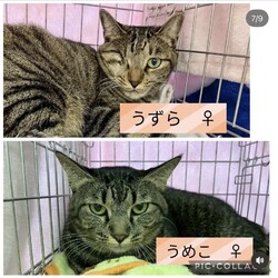 保護猫譲渡会@高浜市 サムネイル2