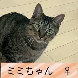 保護猫譲渡会@高浜市 サムネイル2