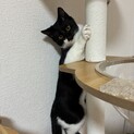フクちゃん     白黒  元気な男の子です