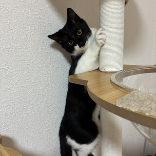 フクちゃん     白黒  元気な男の子です