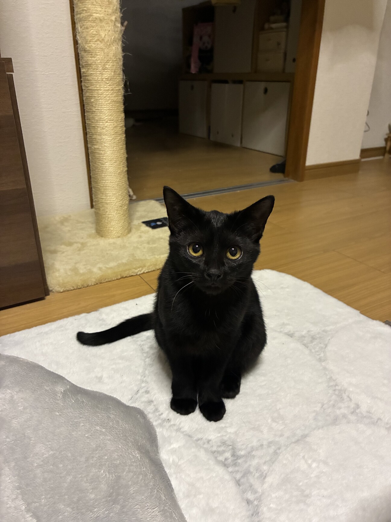 テンちゃん 美人な黒猫」静岡県 - 猫の里親募集(534636) :: ペット