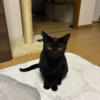 テンちゃん  美人な黒猫ちゃん‪????‍⬛