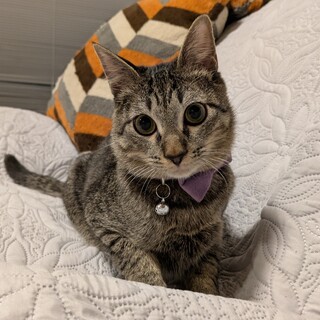 人間大好き！甘えん坊のパープルくん