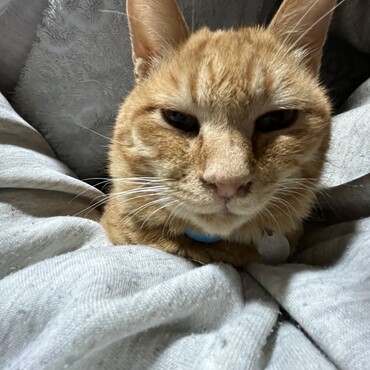つっちゃん、寒波でもおいらは布団の中で飼い主の脇に収まって熟睡！