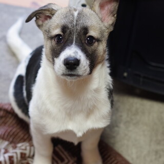 厳しいお外の世界で生き延びてきた３兄弟