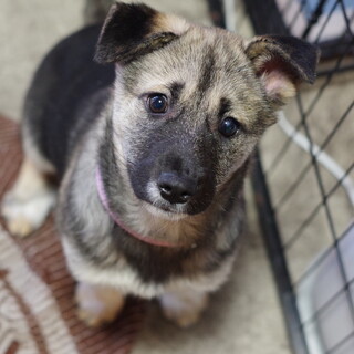 厳しいお外の世界で生き延びてきた３兄弟