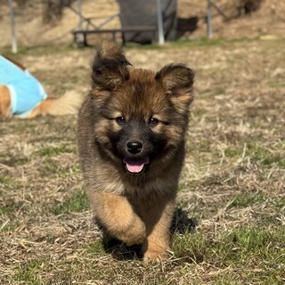 推定3ヶ月弱♀ひまり