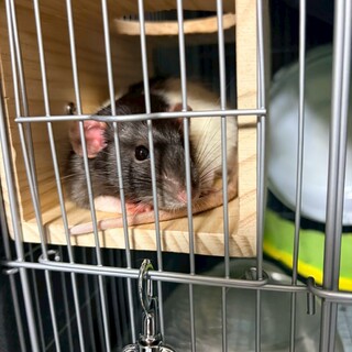 ファンシーラット♂