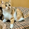 家族が決まりました☺︎【三毛猫  キジ三毛】