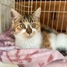 家族が決まりました☺︎【三毛猫  キジ三毛】 サムネイル2