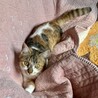 家族が決まりました☺︎【三毛猫  キジ三毛】 サムネイル3