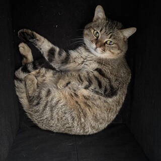 【キジトラ】たんちゃん