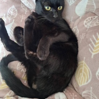 穏やかで甘えん坊な黒猫２歳 ゴロゴロ猫の男の子