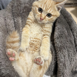 人慣れ修行中きんとんちゃん（2/14譲渡会）